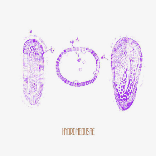 Hydromedusae