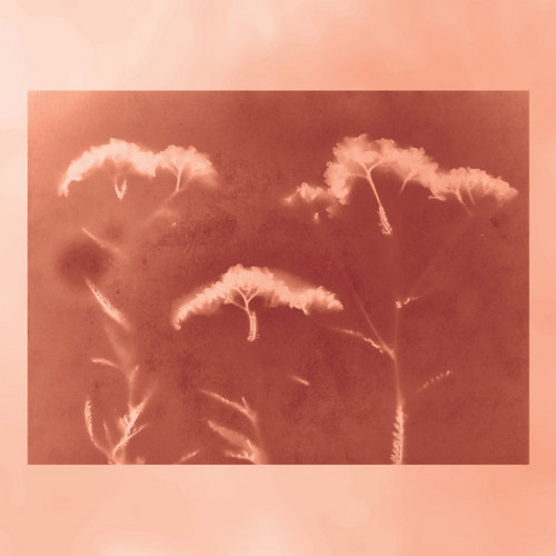 Yarrow Canon