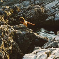  Sargassum aeterna 