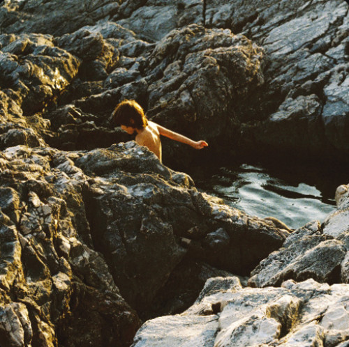  Sargassum aeterna 