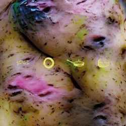 Fried Brains 