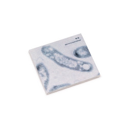Mectpyo Bakterium