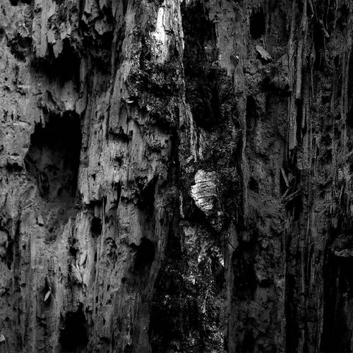 Into the Woods
