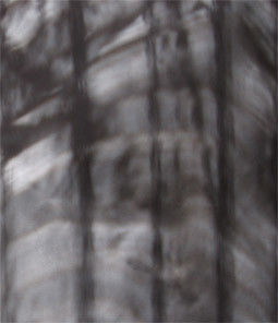 NAAU / Trunk Space
