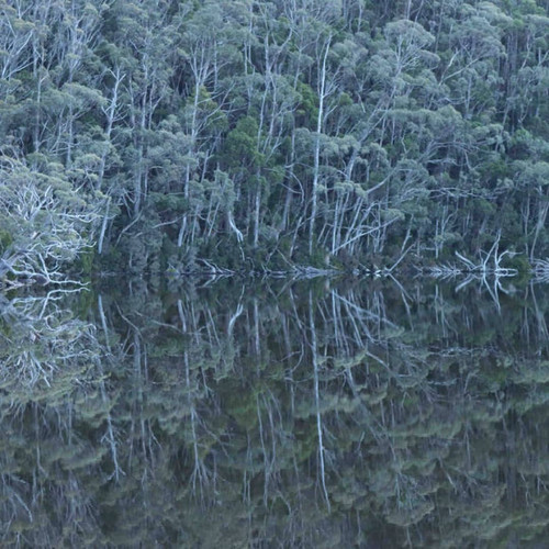 Earth of the Slumbering and Liquid Trees