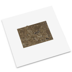 Not A Bird / Transcarnation One