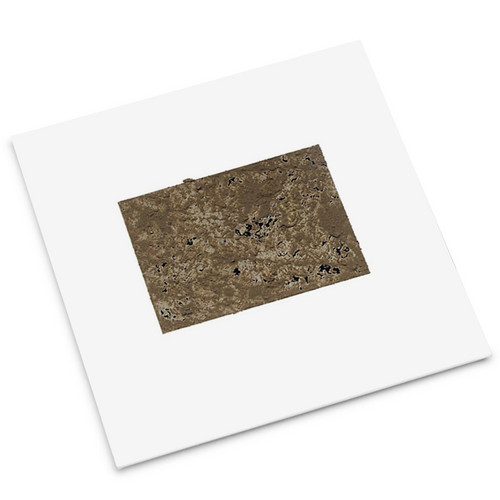 Not A Bird / Transcarnation One