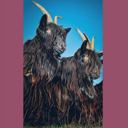 Silence Will Never Die 