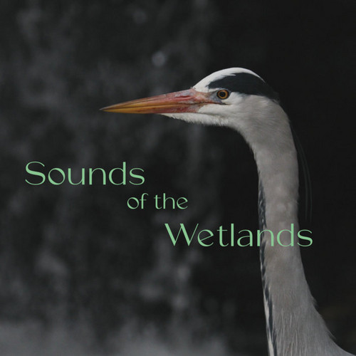Sound Of The Wetlands