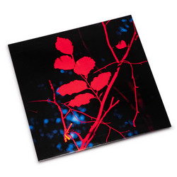  Ecotonalities: No Other Home Than The In-Between 