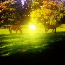 Trees, Chants And Hollers