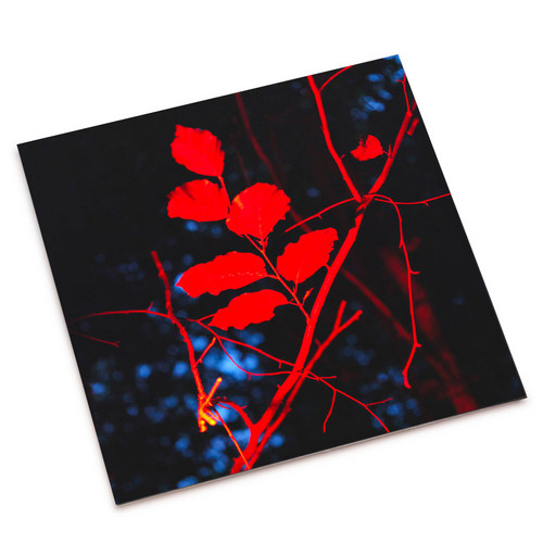  Ecotonalities: No Other Home Than The In-Between 