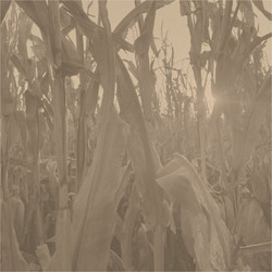  Corn Alone 