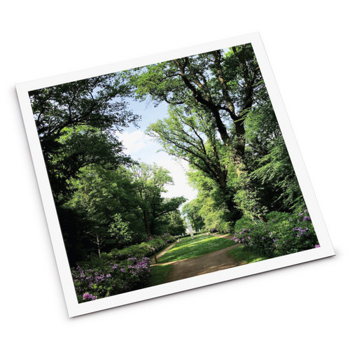 Haarlemmerhout