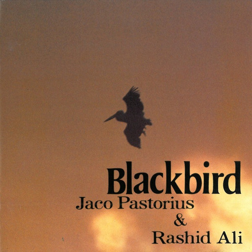 Blackbird