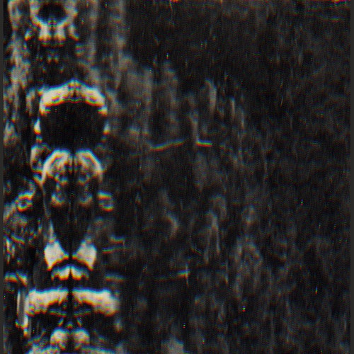 The Forest, The People And The Spirits