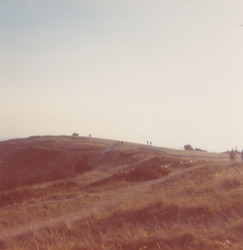 Calluna