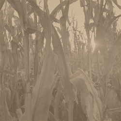  Corn Alone 