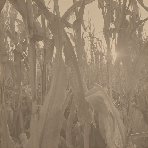  Corn Alone 