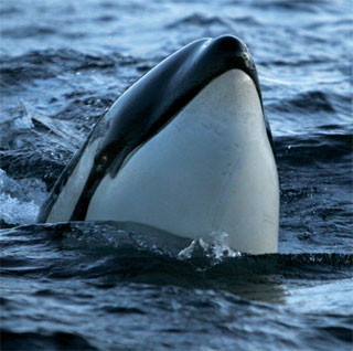 Marine mammals and fish of Lofoten and Vesteralen