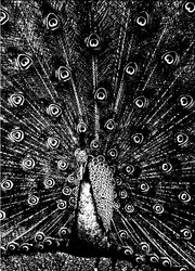 Merzphysics
