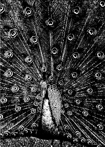 Merzphysics