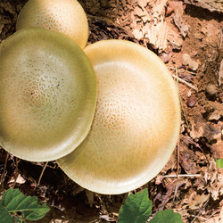 Amorphous spores