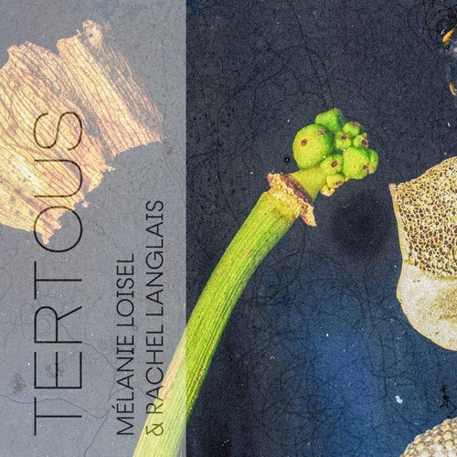  Tertous 