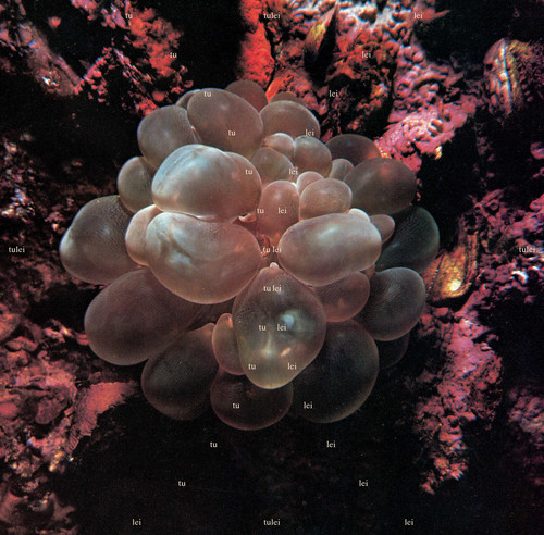Tulei