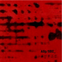 ASp/SEC_ 