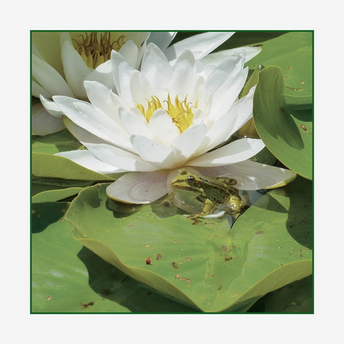 Frogs (Ep)