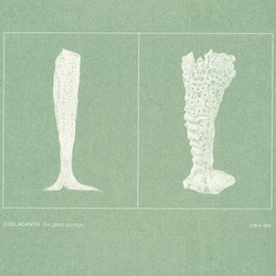 The glass sponge