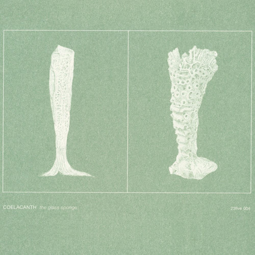 The glass sponge