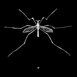 Insect