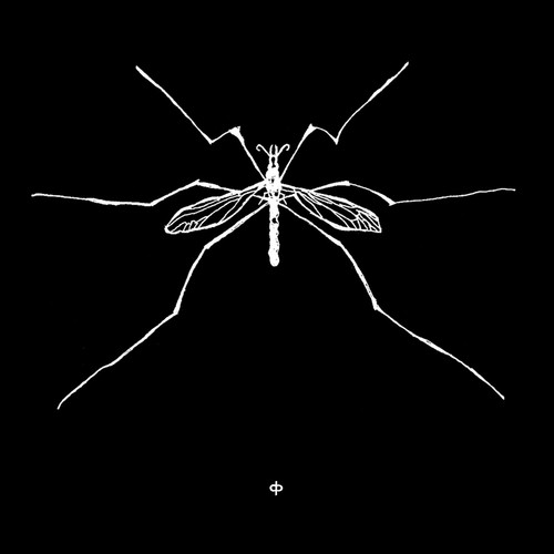 Insect