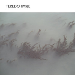 Teredo Navalis