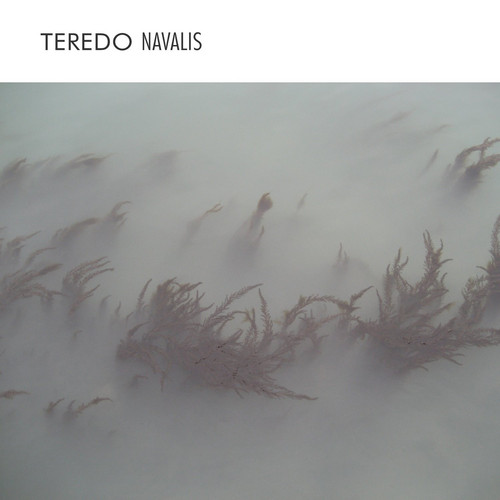 Teredo Navalis