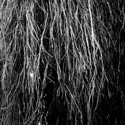 Nocturnal Rainforest