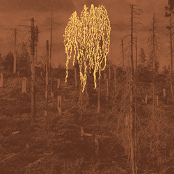 Forest Fire