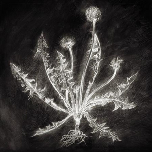 Dandelion
