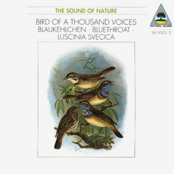 Blaukehlchen / Bluethroat / Luscinia Svenica - Bird of a Thousand Voices